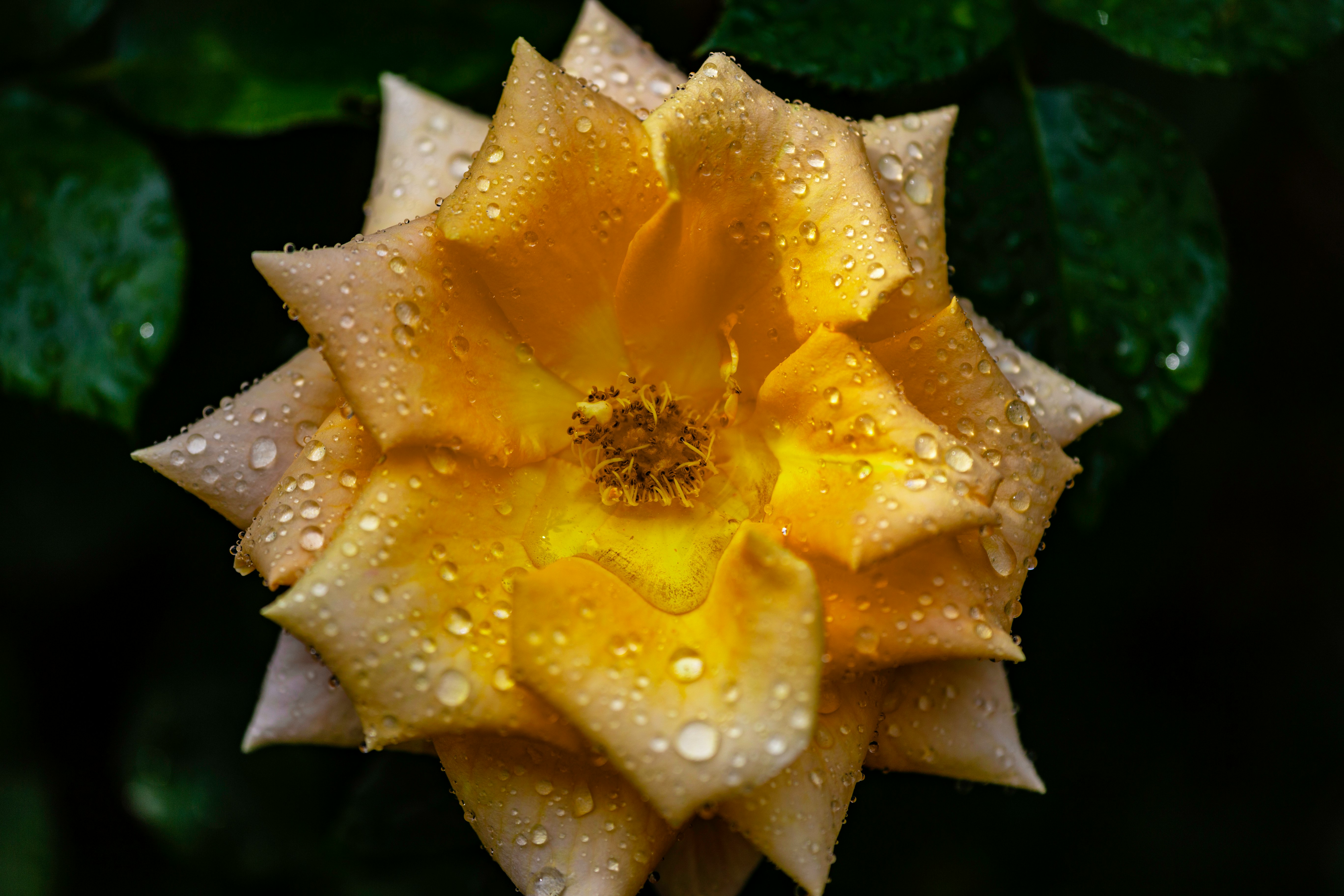 micro photography of yellow petaled flower with water dew